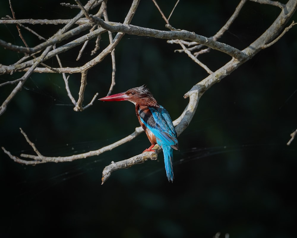 a colorful bird perched on a branch of a tree