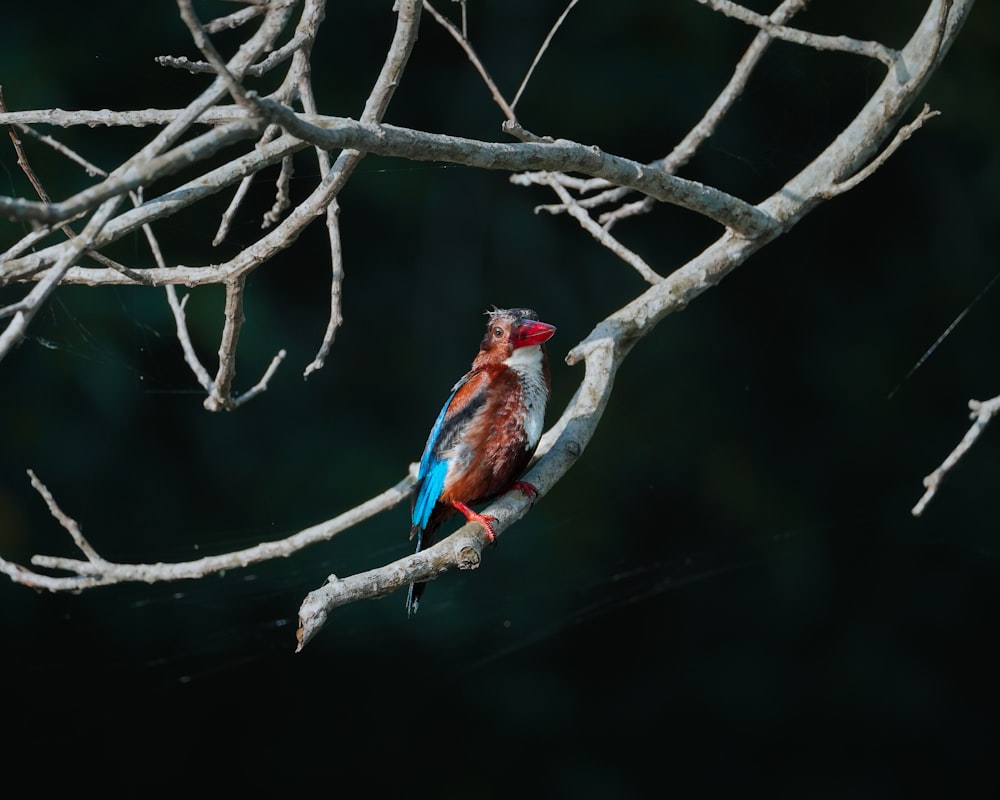 a colorful bird sitting on a branch of a tree