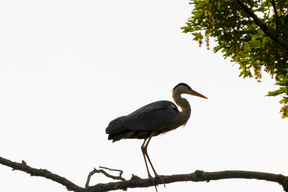 a large bird perched on top of a tree branch