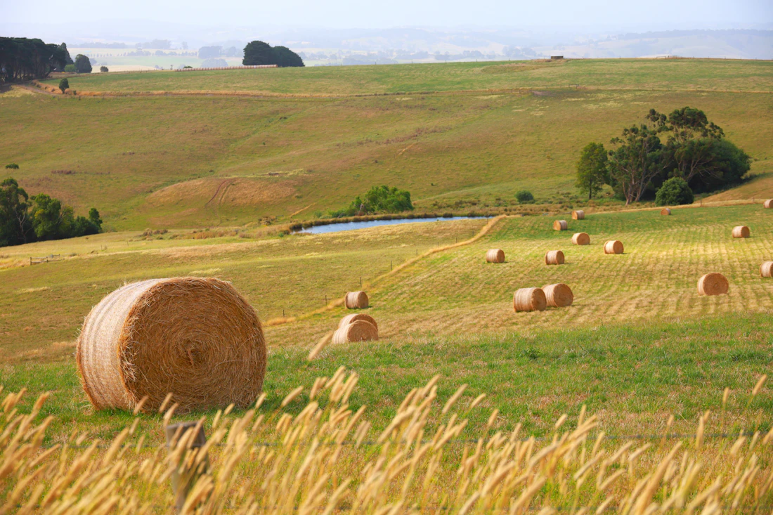 Round hay bales on a rolling hillside