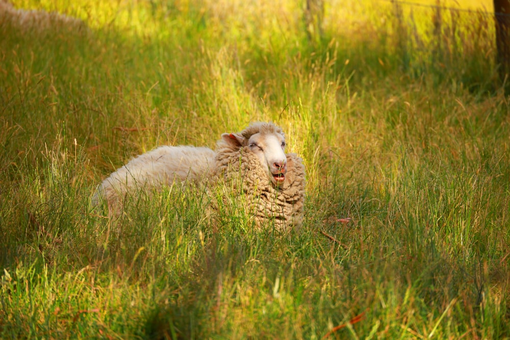 a sheep laying in a field of tall grass