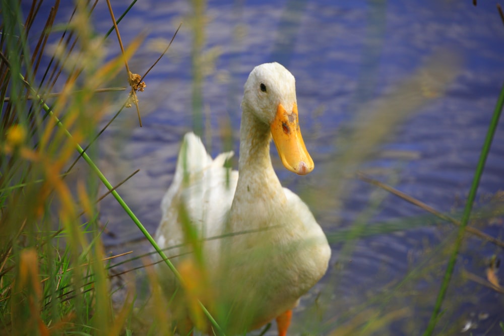 a couple of ducks standing next to a body of water