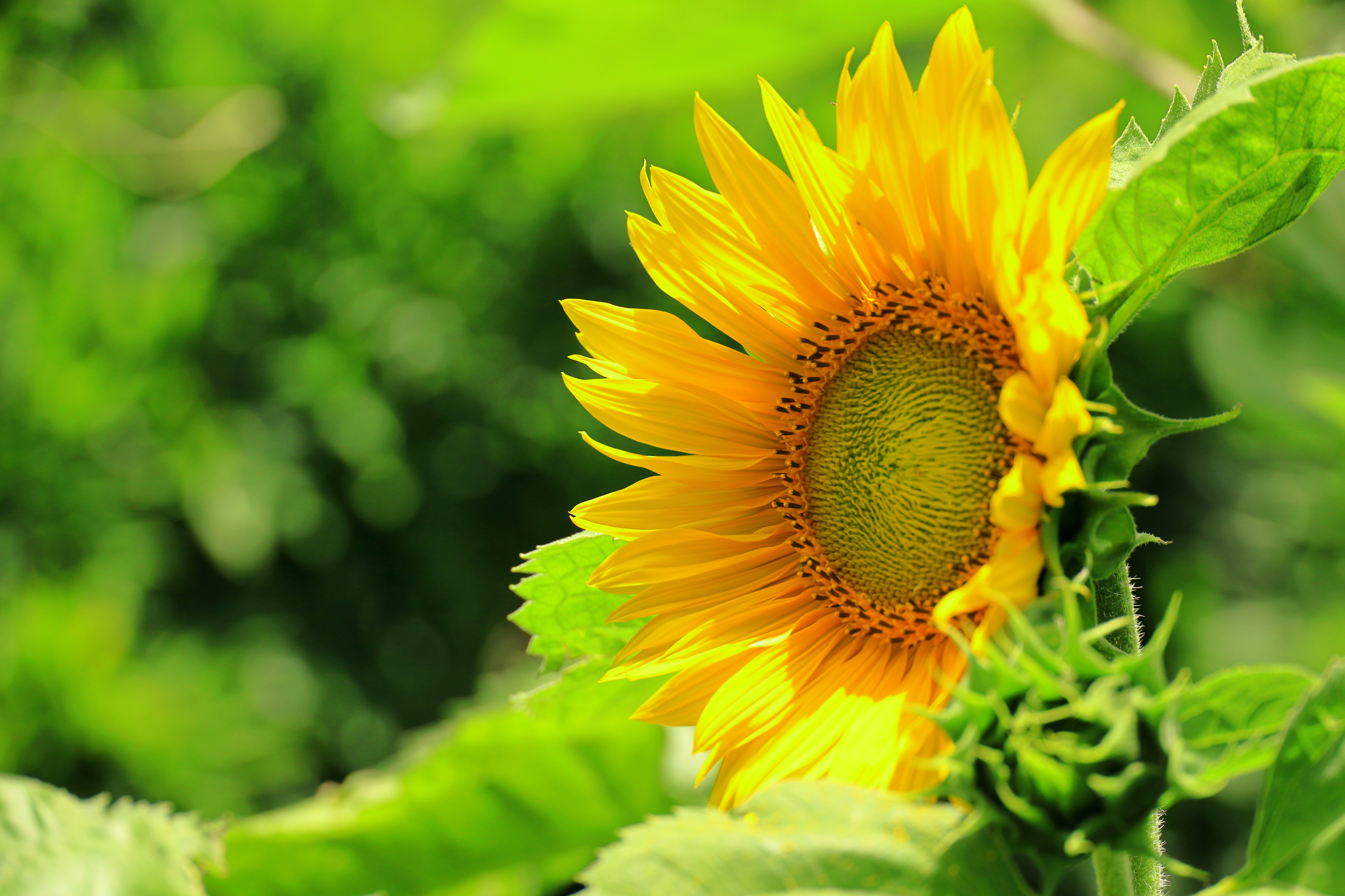 Photo by cstanmore1_