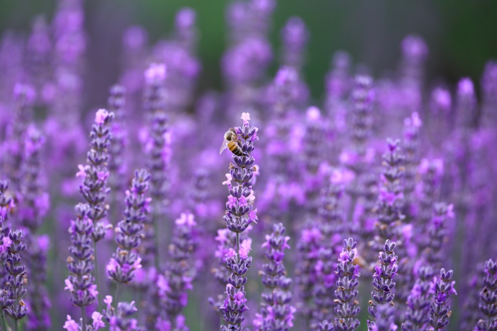 a bee is sitting on a lavender flower