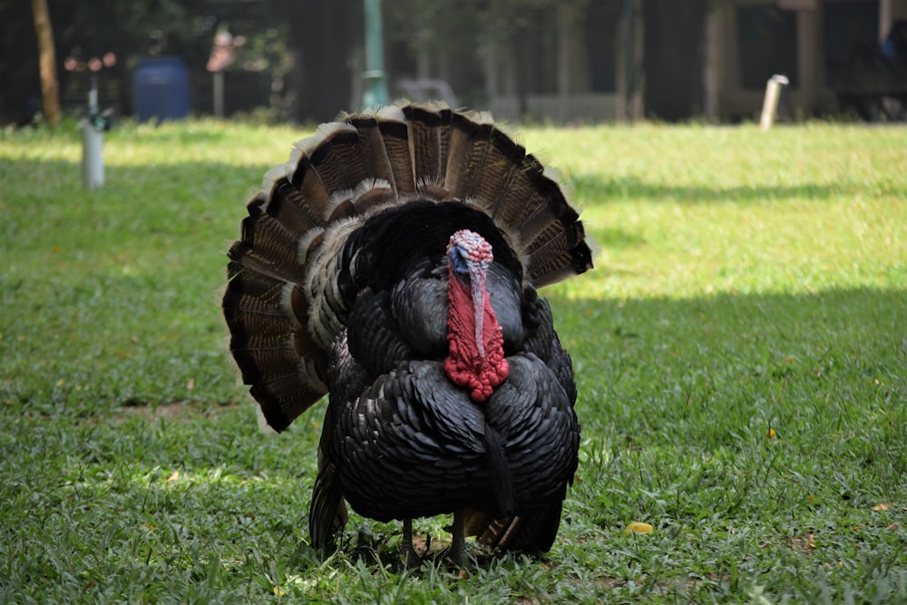 a large turkey standing in the grass