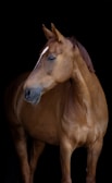 A chestnut horse stands against a black background. Its head is turned slightly to the side, displaying a white marking on its face and sharp, attentive features. The horse's glossy coat and muscular build are highlighted by the soft lighting.