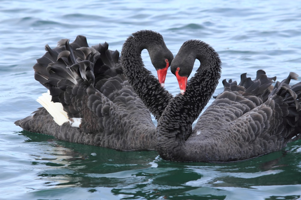 a couple of black swans floating on top of a body of water