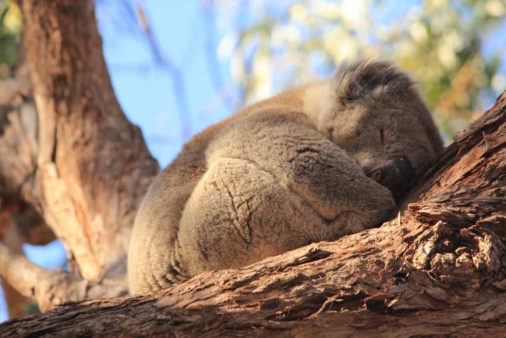 Un koala durmiendo en un árbol con los ojos cerrados