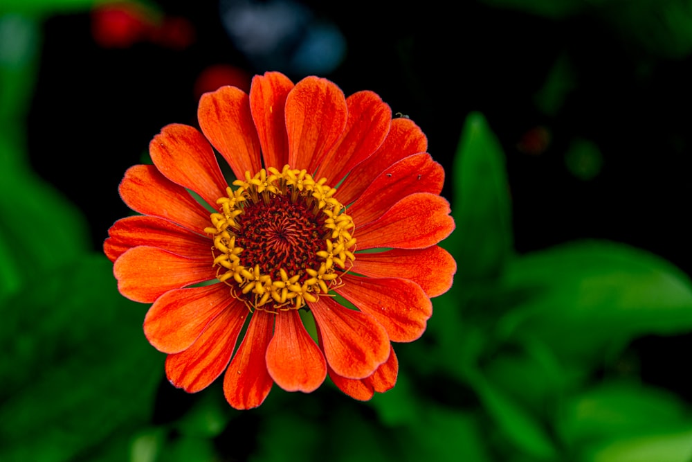 an orange flower with a yellow center surrounded by green leaves