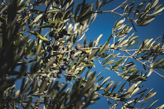 A serene olive branch gently resting on soft blue and muted gold background, symbolizing peace and faith.