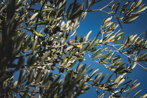 A serene olive branch gently resting on soft blue and muted gold background, symbolizing peace and faith.