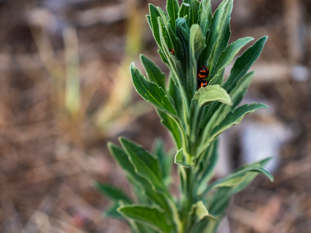 a close up of a plant with a bug on it