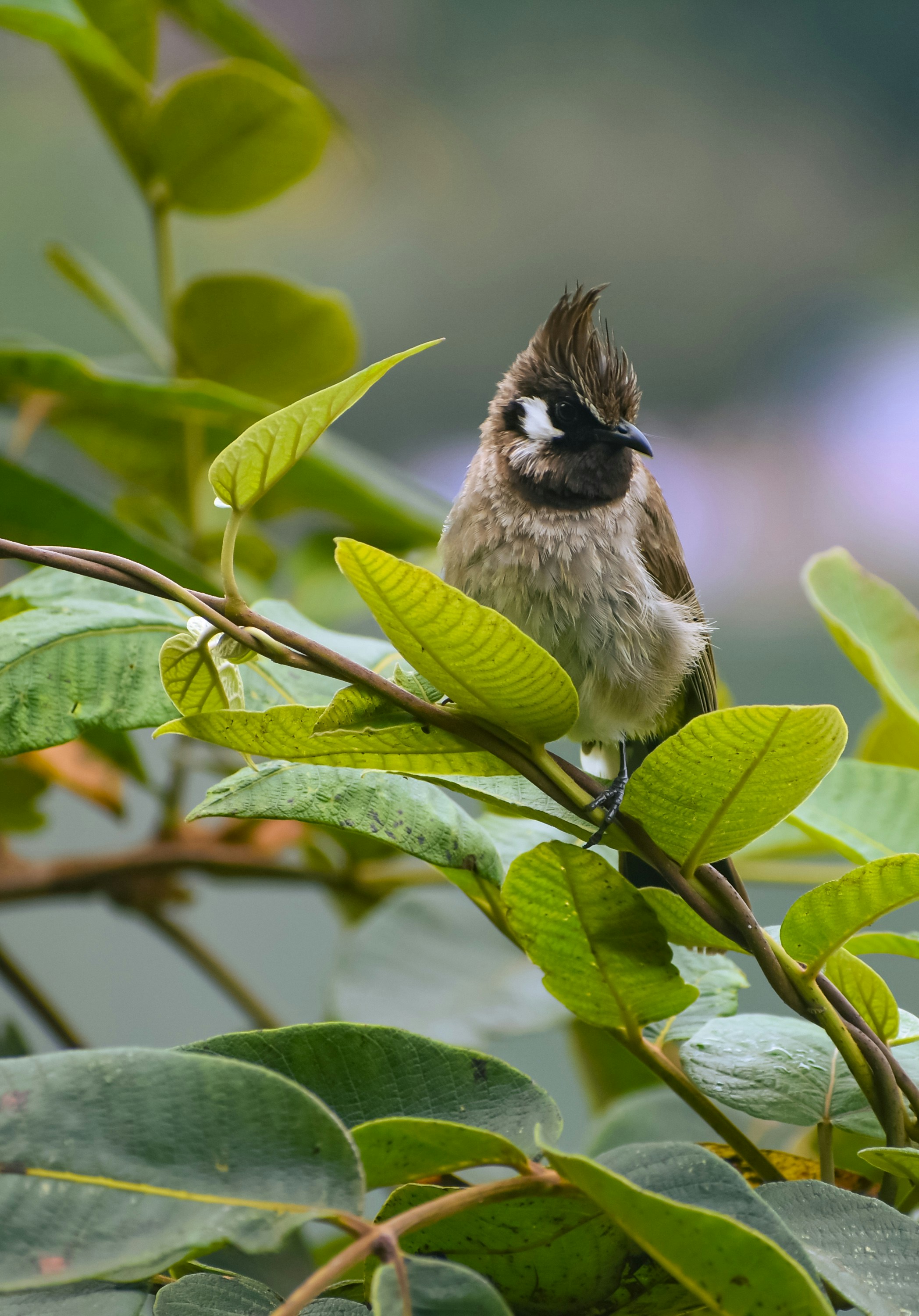 Photo by ahmadattari192