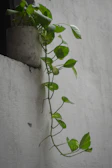 Close-up of Gerald the trailing pothos with deep green leaves cascading gracefully.