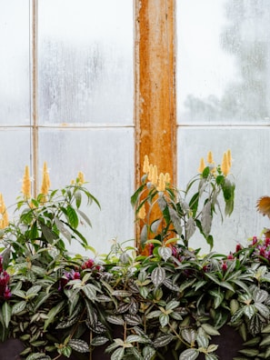 Close-up of a handcrafted wooden garden frame with vibrant plants inside