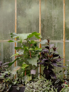 Tall green and dark purple plants with broad leaves are growing in a greenhouse setting. The background consists of misted glass panels, and the plants are placed in a black planter box with additional small greenery.