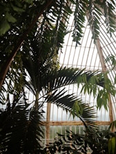 Tall, lush green palm leaves frame the interior of a large glass conservatory structure. The intricate design of the metal framework supports tall, arched windows, allowing natural light to filter through. The atmosphere is serene and natural, with the contrast between the greenery and the architectural elements creating a harmonious balance.