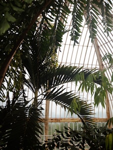 Tall, lush green palm leaves frame the interior of a large glass conservatory structure. The intricate design of the metal framework supports tall, arched windows, allowing natural light to filter through. The atmosphere is serene and natural, with the contrast between the greenery and the architectural elements creating a harmonious balance.