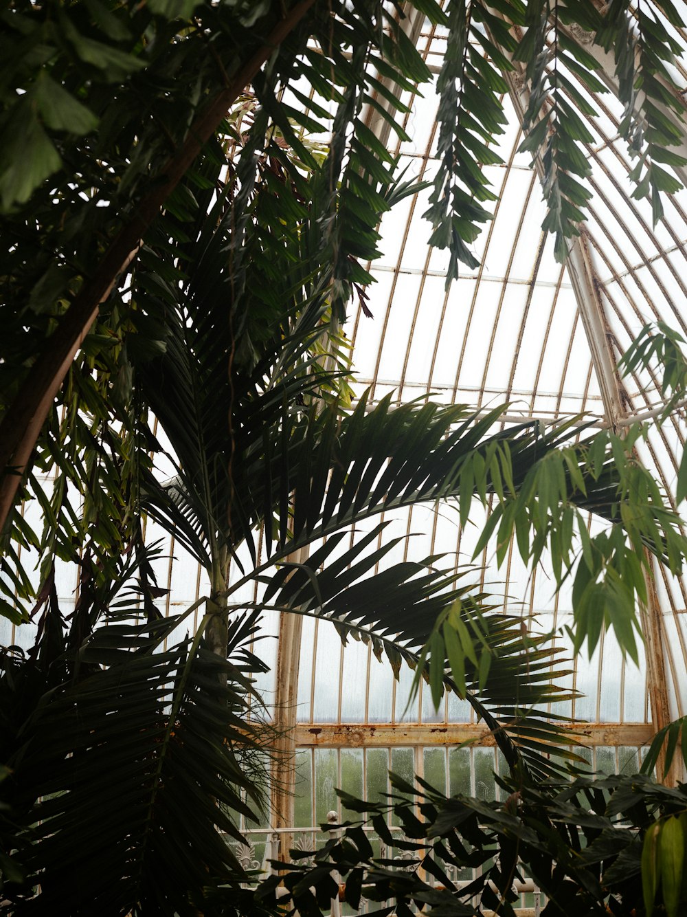 the inside of a greenhouse with lots of green plants