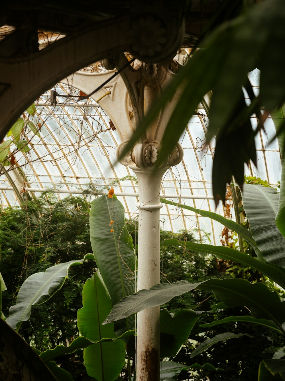 the inside of a tropical greenhouse with plants and trees