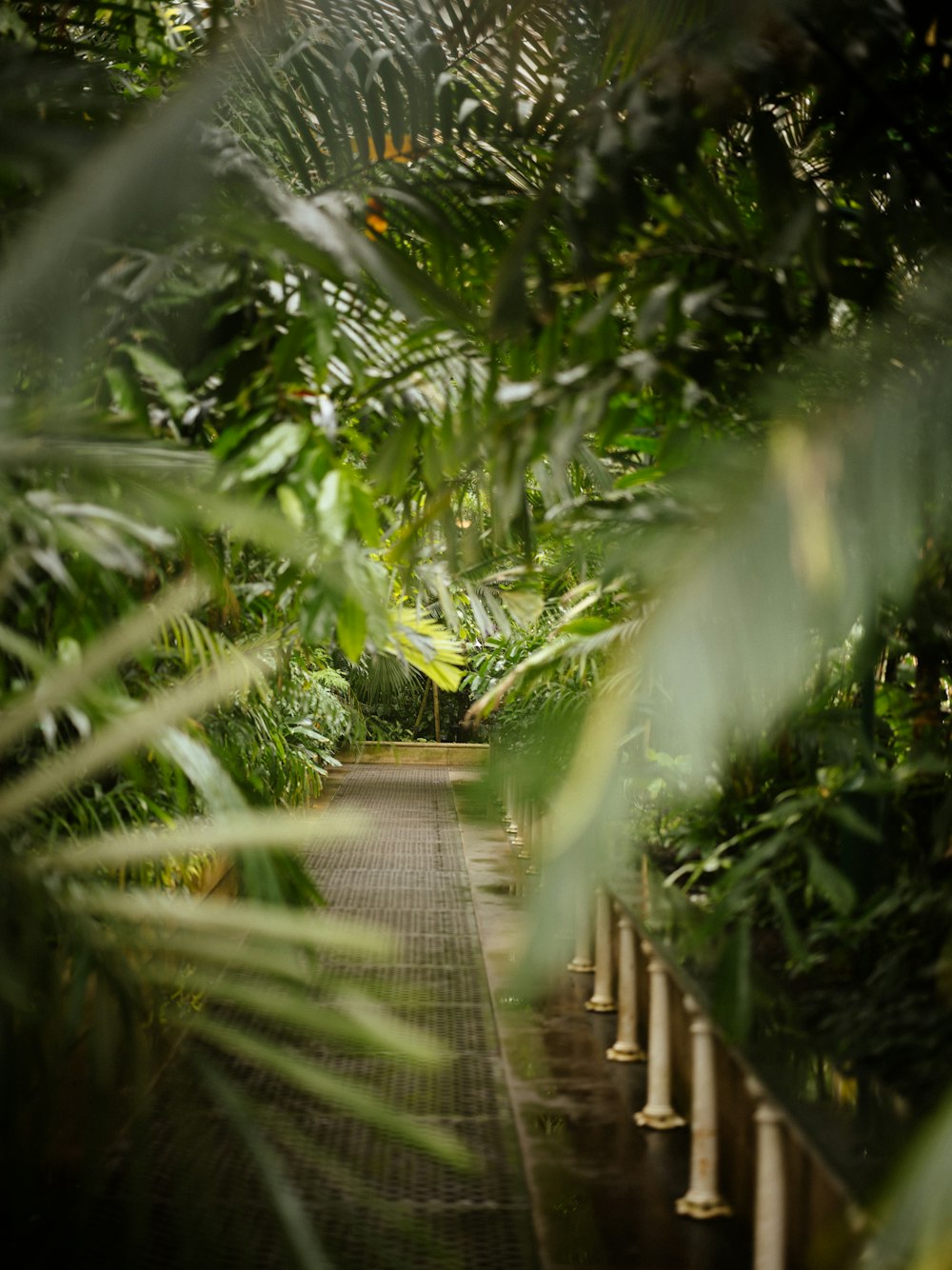 a walkway surrounded by lots of green plants