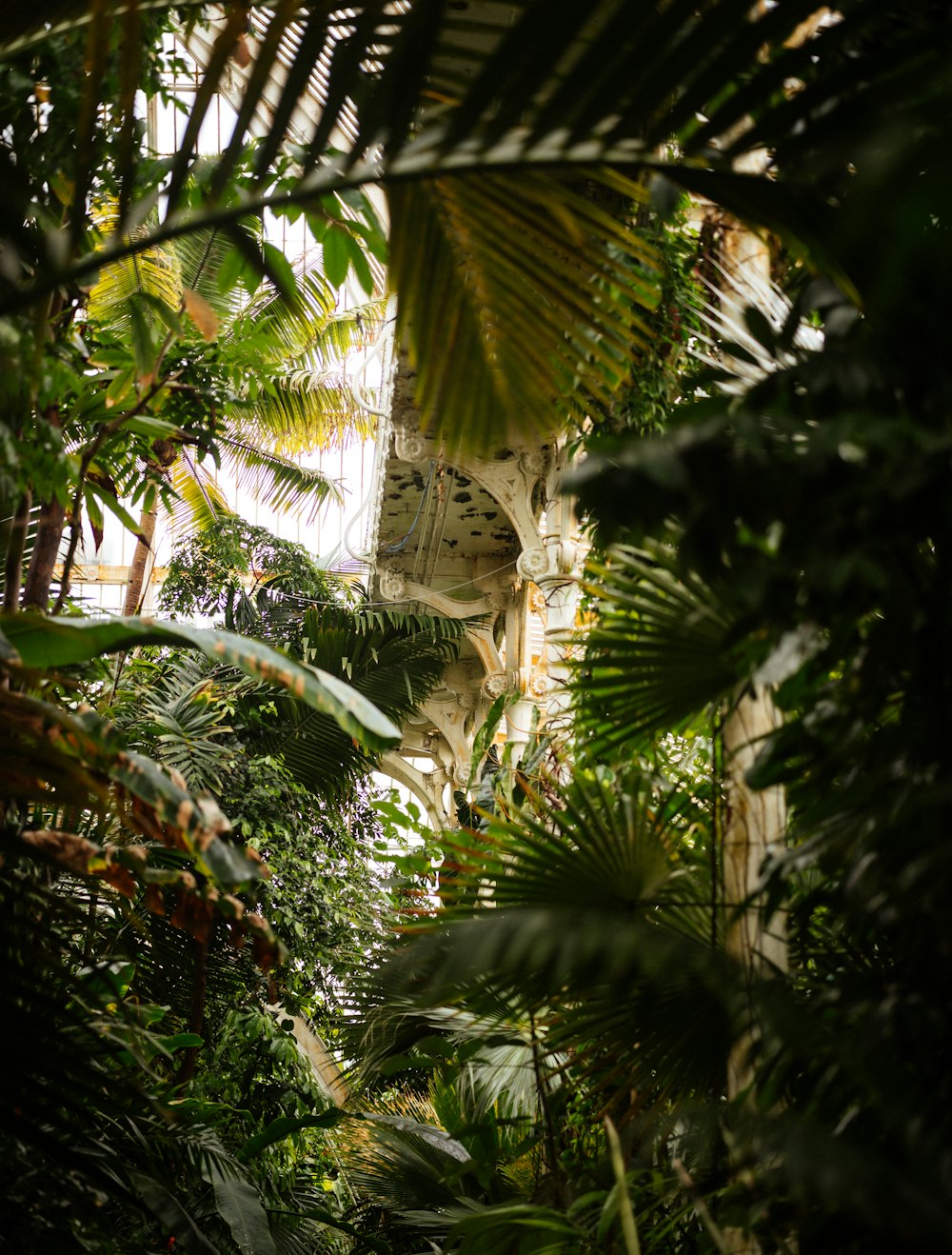 a jungle filled with lots of trees and plants