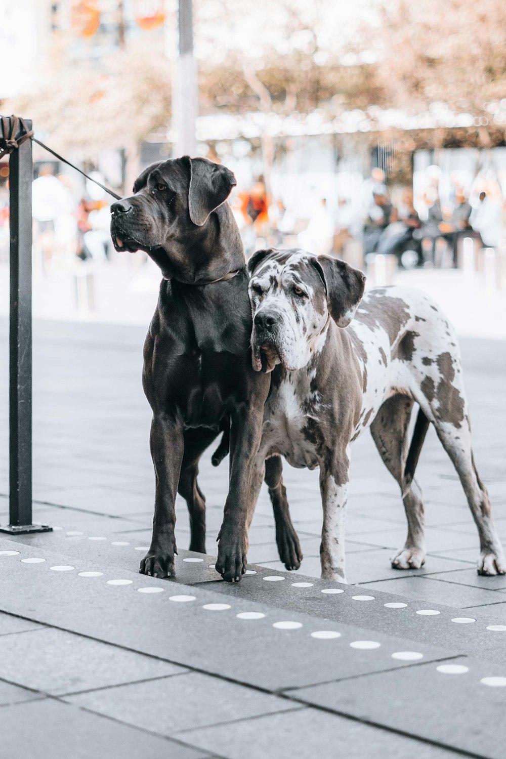 a couple of dogs standing next to each other on a sidewalk