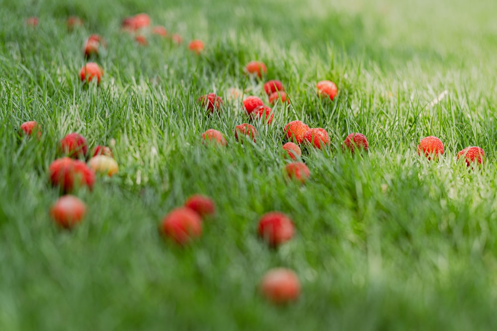 a field of grass with small red flowers