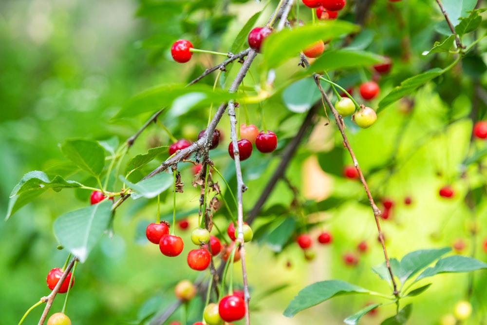 a bunch of berries hanging from a tree