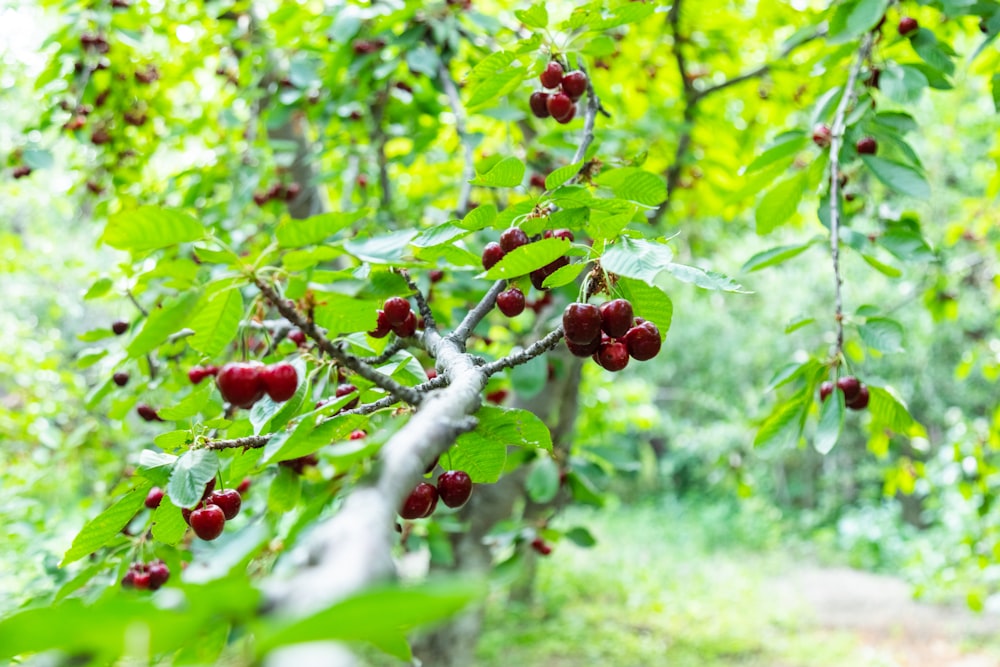 a tree filled with lots of ripe cherries