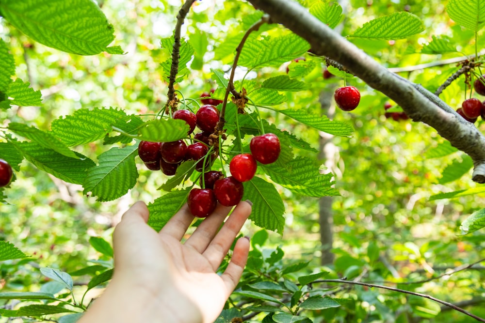 a hand reaching for berries on a tree