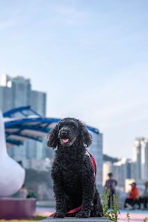 A black, curly-haired dog with a red harness is sitting outdoors in an urban setting. In the background, there are several high-rise buildings, a blue and white architectural structure, and a few blurred people.