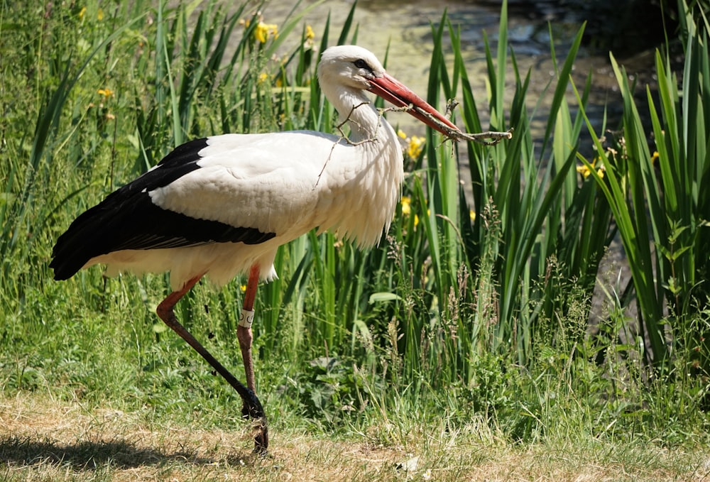 a stork with a fish in it's mouth