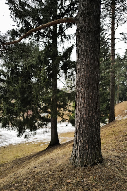 A landscape featuring tall pine trees on a sloped area with sparse snow covering the ground. The trees are lush and green against a backdrop of a cloudy sky. Patches of brown grass are visible on the ground, indicating a transition between seasons.