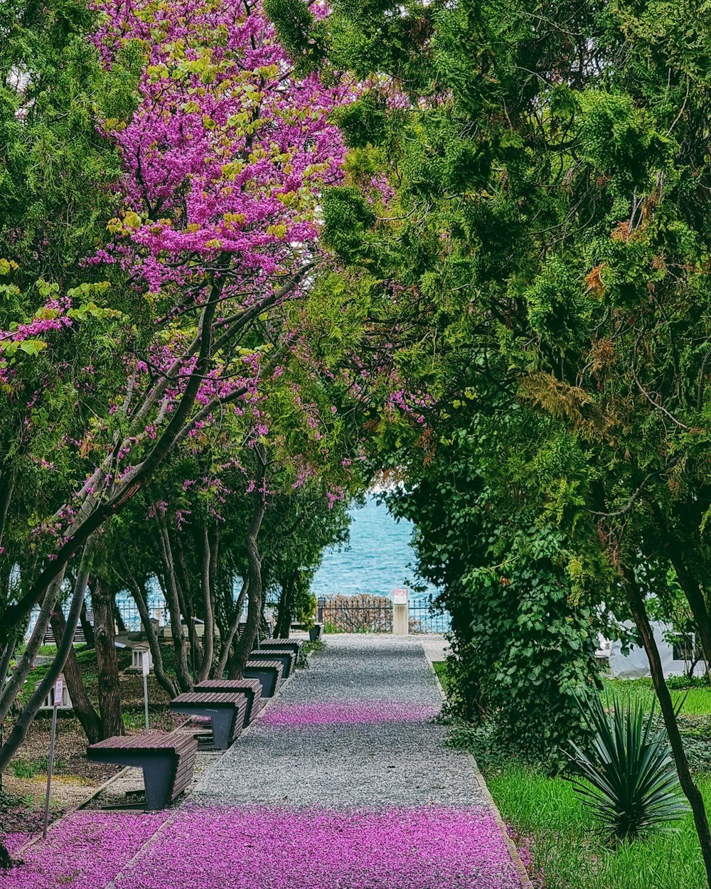 a pathway lined with benches next to a lush green forest