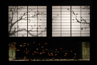 a tree casts a shadow on a window