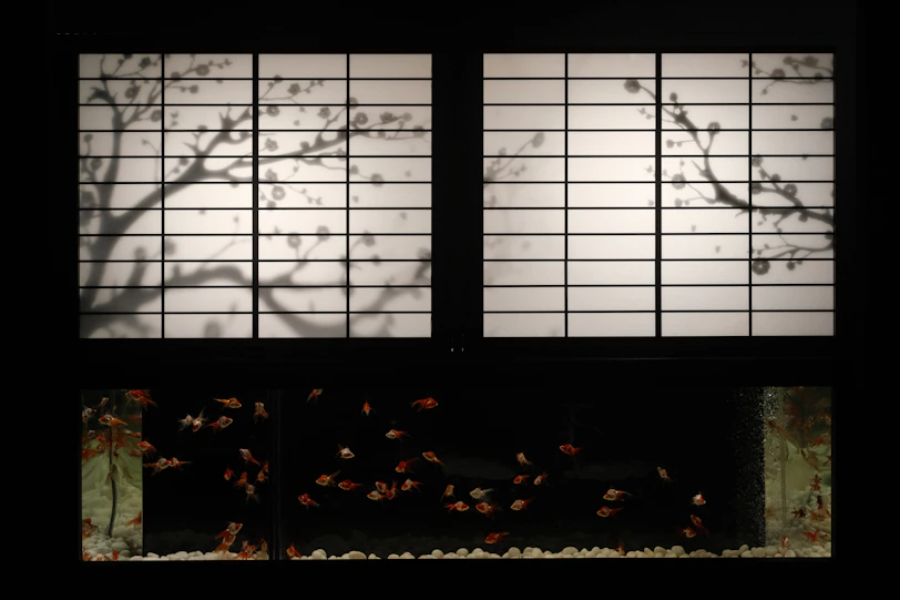 a tree casts a shadow on a window