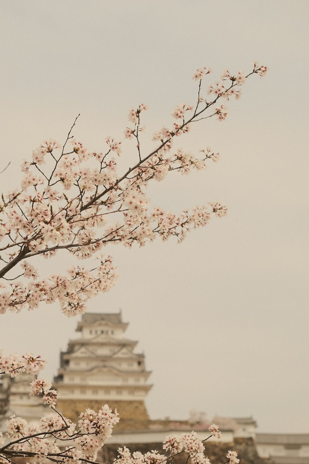 a cherry blossom tree in front of a tall building