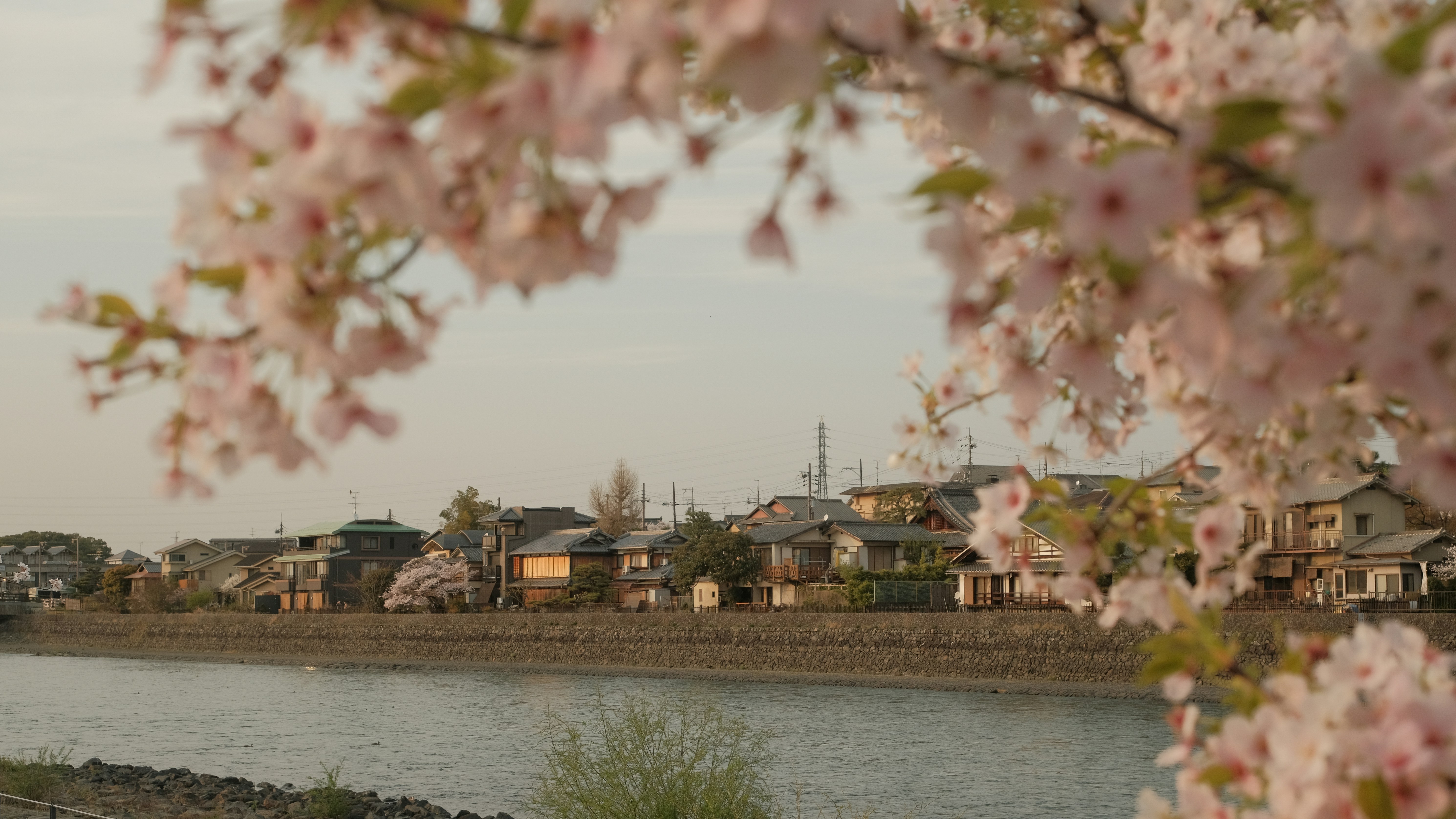 2026 日本櫻花季