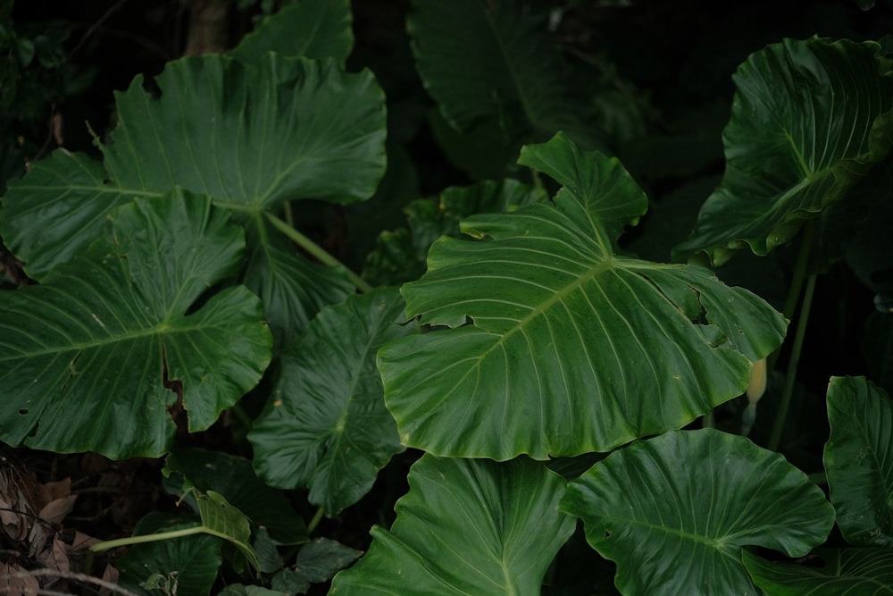 a close up of a large green leafy plant