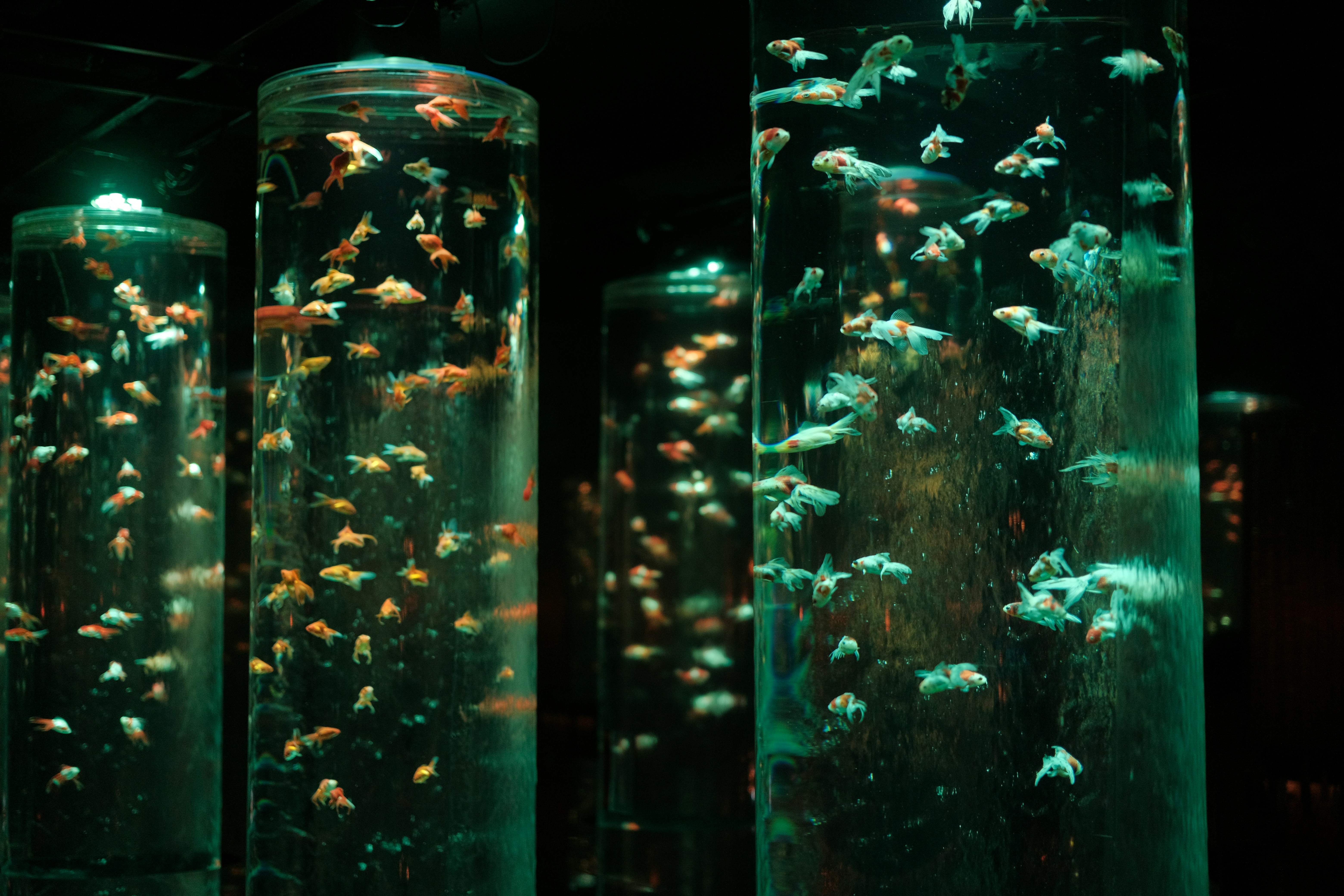 a group of fish swimming in a large tank