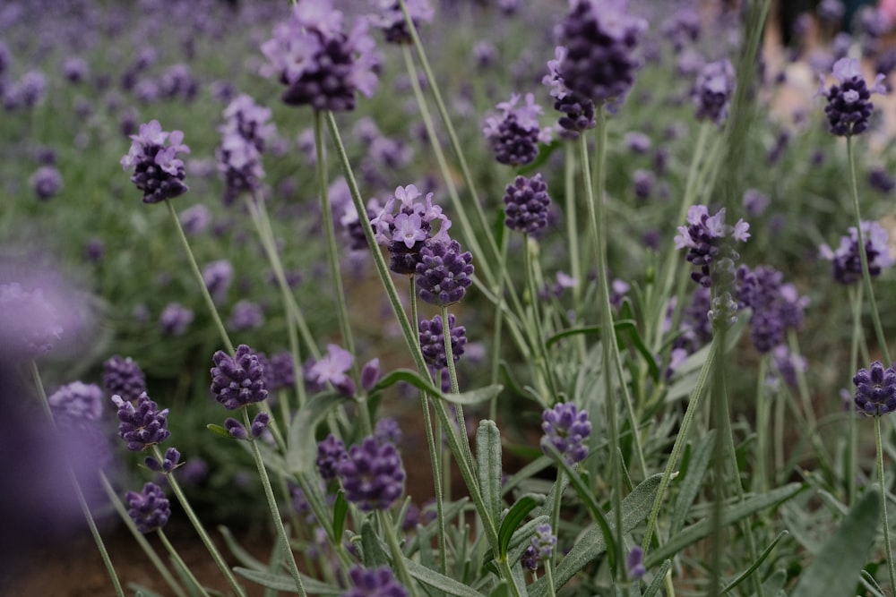 a field of lavender flowers with people in the background