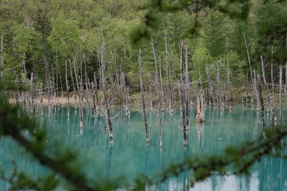 a body of water surrounded by trees in a forest