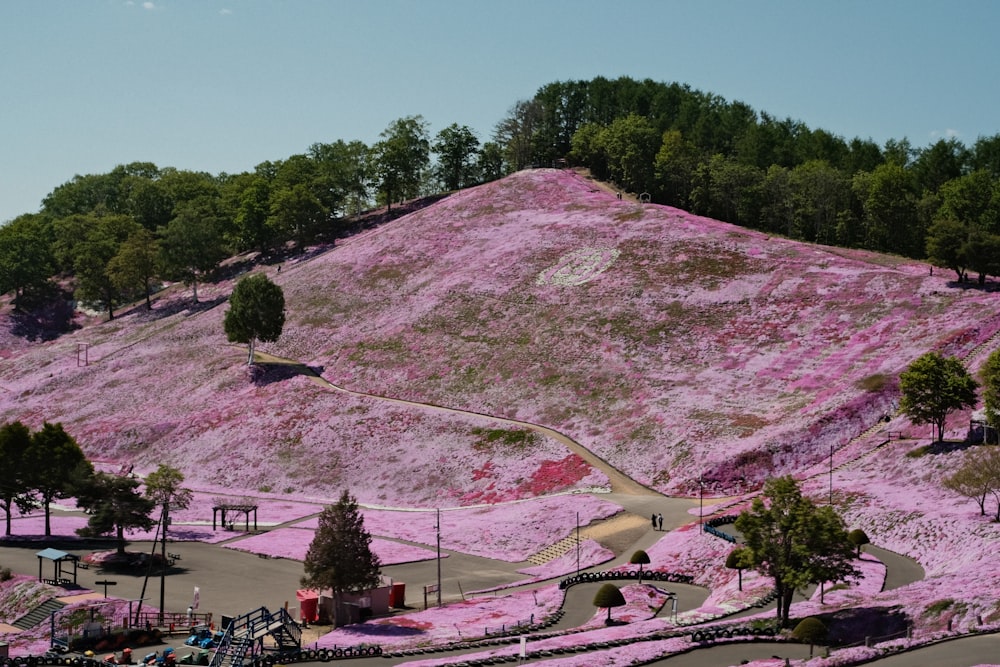 Ein Hügel, der mit rosa Blumen und Bäumen bedeckt ist