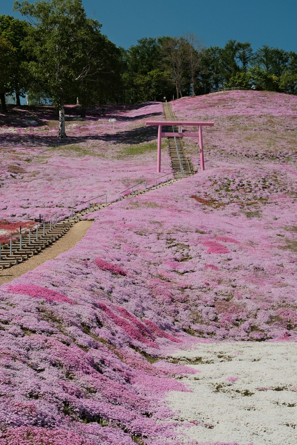 a hill covered in pink flowers with a bench in the middle of it