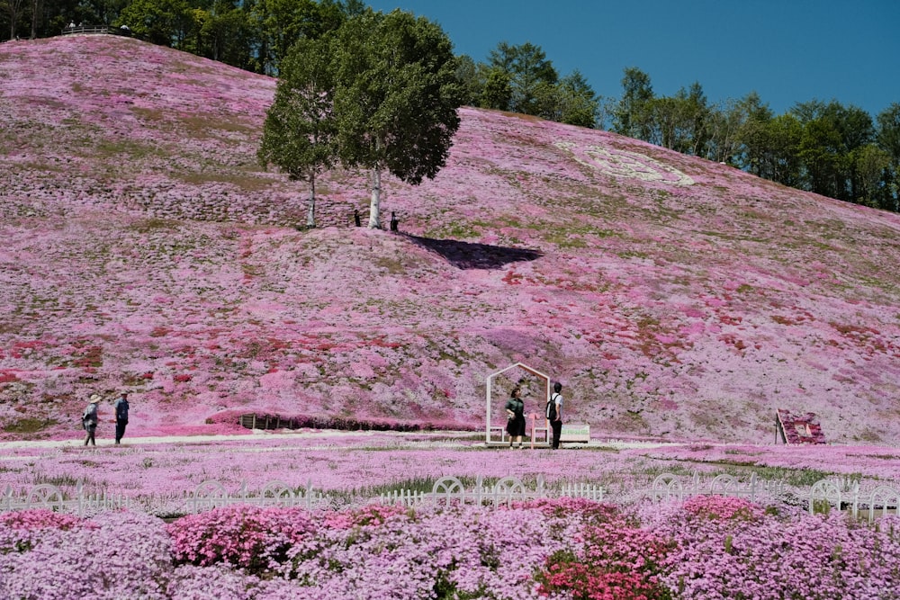 a hill covered in pink flowers and trees