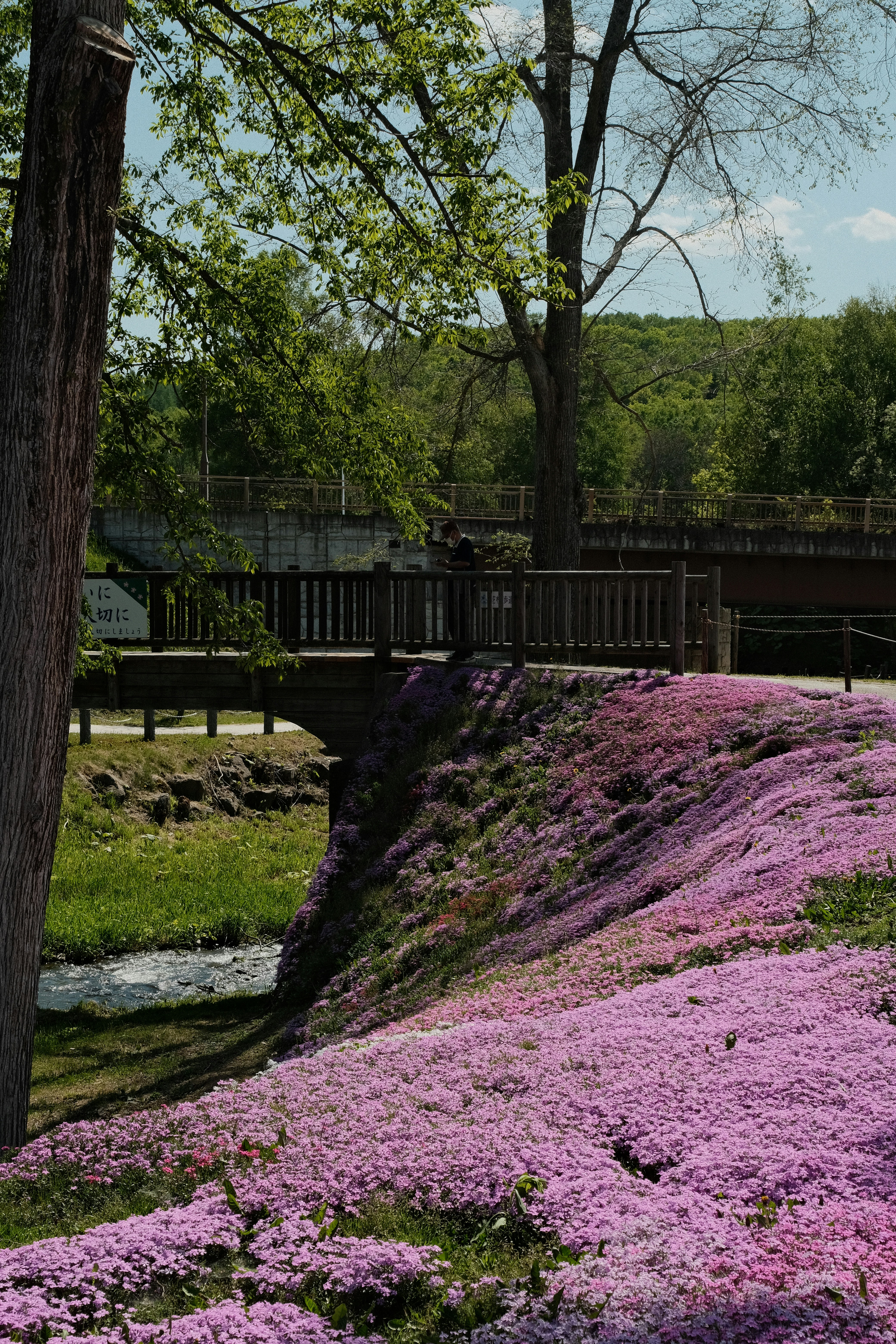a hill covered in purple flowers next to a tree