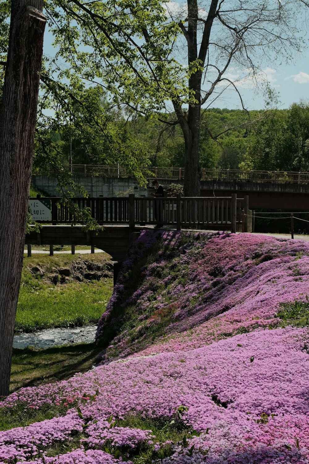 a hill covered in purple flowers next to a tree