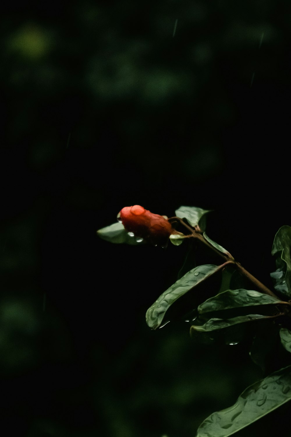 a single red rose with green leaves in the rain