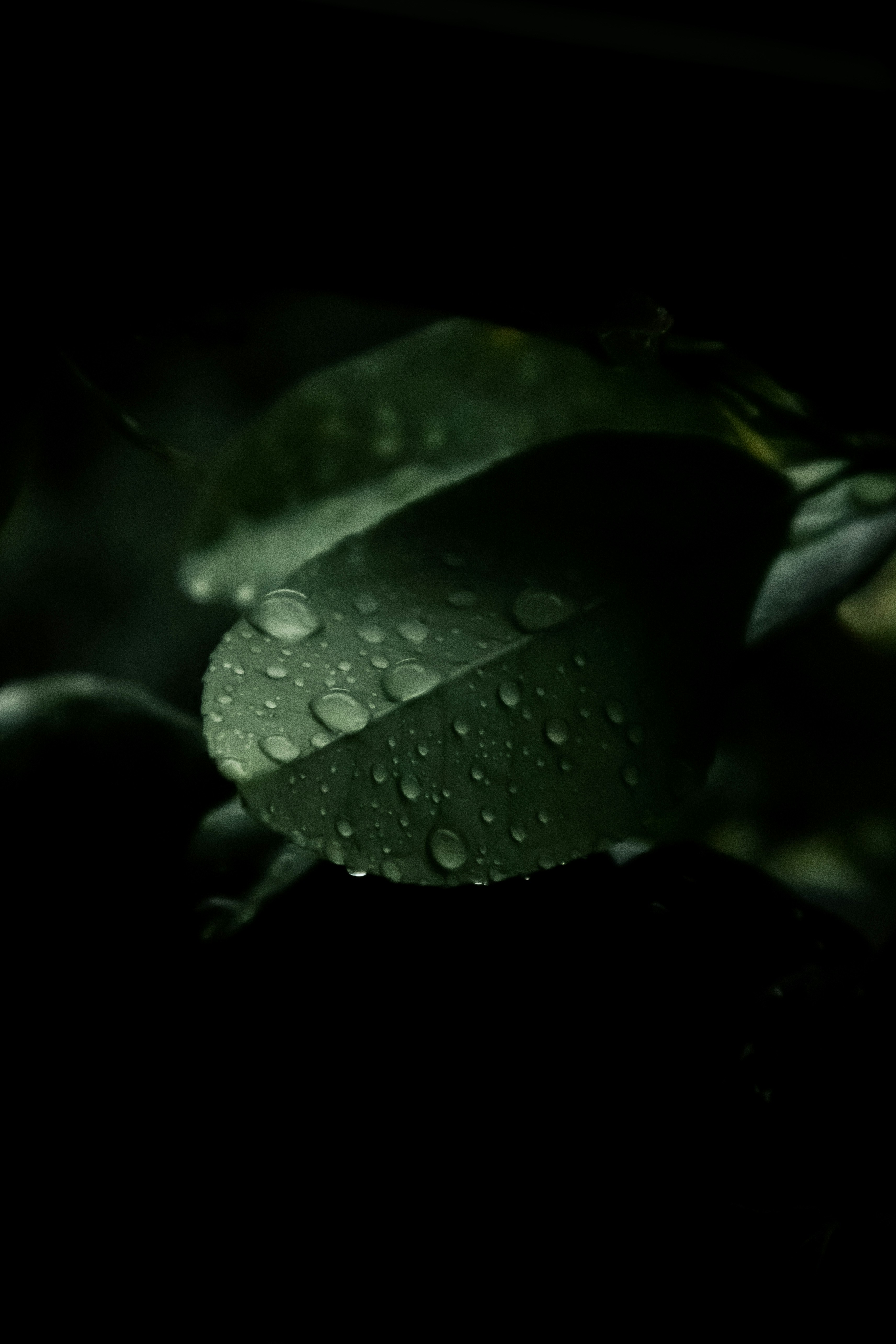 Photo by tareq_hasan